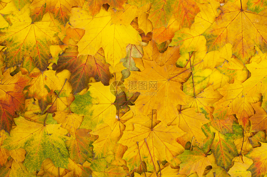 秋季假期黄色背景红色风格紫色季节性季节橙子团体装饰图片