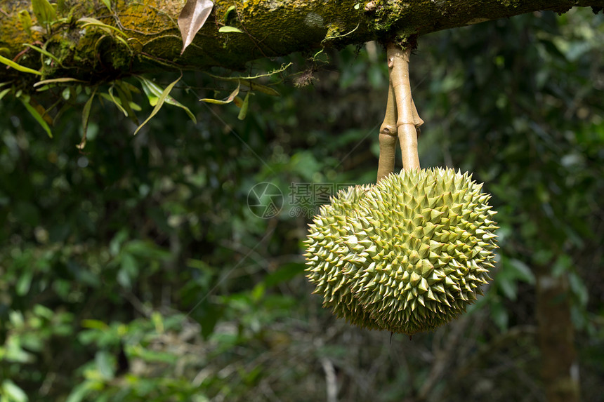 德语收成热带食物蔬菜小吃异国季节摊位植物国王图片