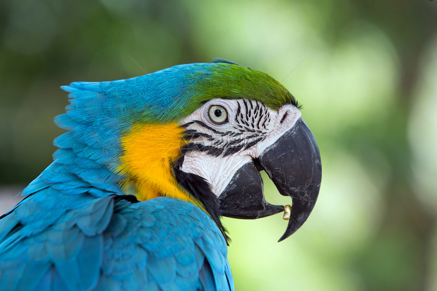 鹦鹉眼睛野生动物蓝色黄色宠物红色动物鸟类绿色荒野图片