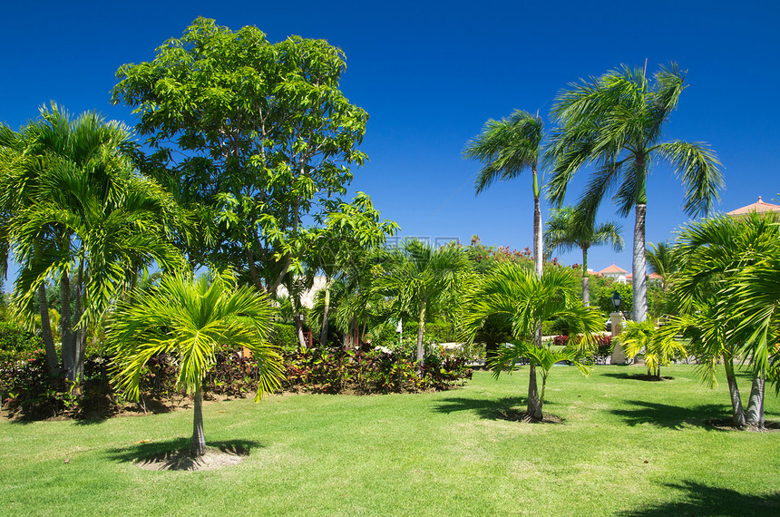 花园园热带美化小路院子草皮途径植物群人行道植物风格图片