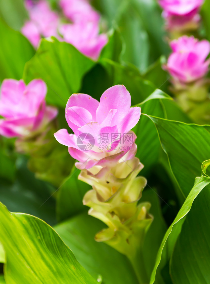 暹罗郁金花或文化花瓣森林植物群野生动物旅行父母花园叶子航程图片