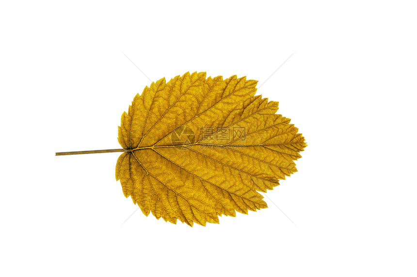 白背景的秋叶植物森林白色红色季节美丽叶子棕色生长金子图片