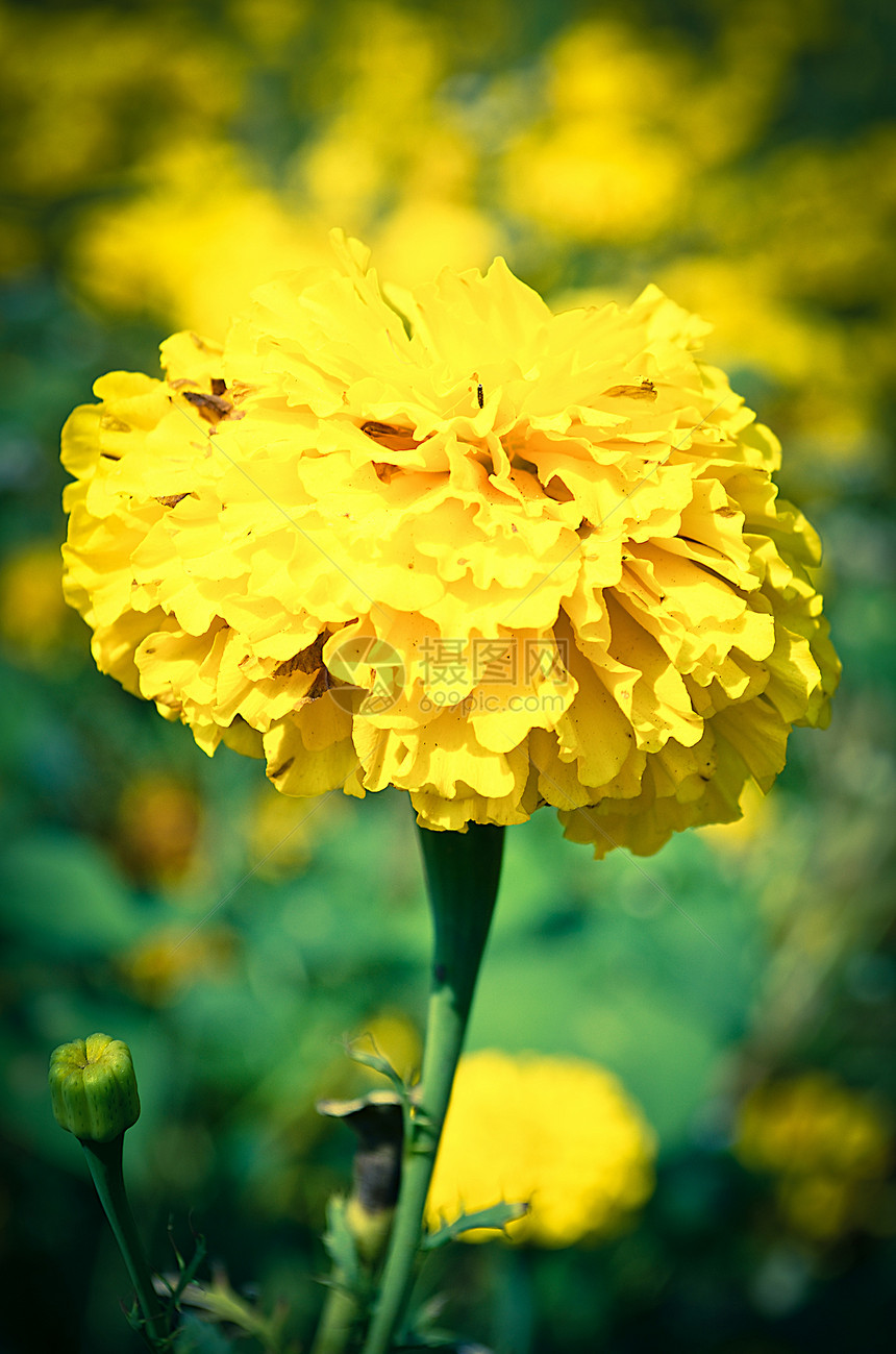 黄花植物绿色花瓣墙纸植物群花园花束季节植物学图片