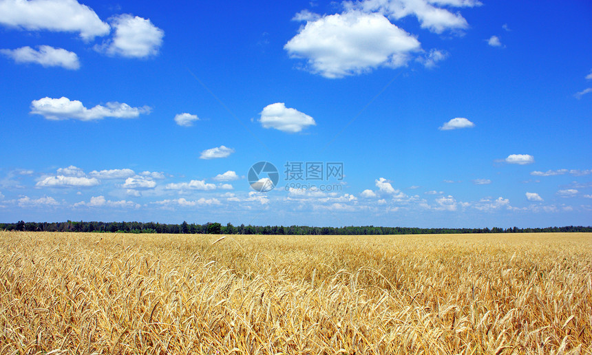 在农田种植的黄谷物可以收割了面包粮食季节收成面粉食物稻草谷物麦田生产图片