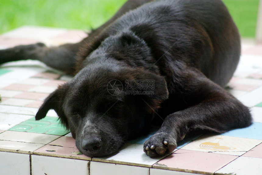 睡觉狗花园朋友动物黑狗黑色时间图片