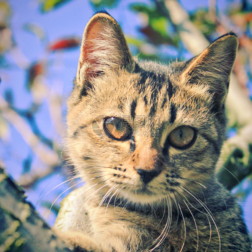 树上可爱的猫 带有反转过滤效果果园蓝色哺乳动物动物天空宠物毛皮猫咪正方形明信片图片