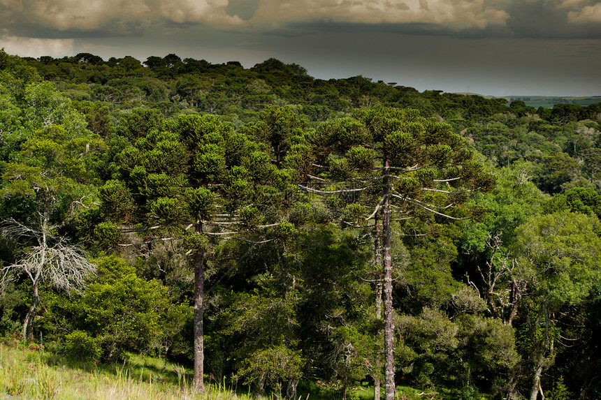 美洲热带森林溪流农村林业天空地球植物群植物学松树多样性生物图片