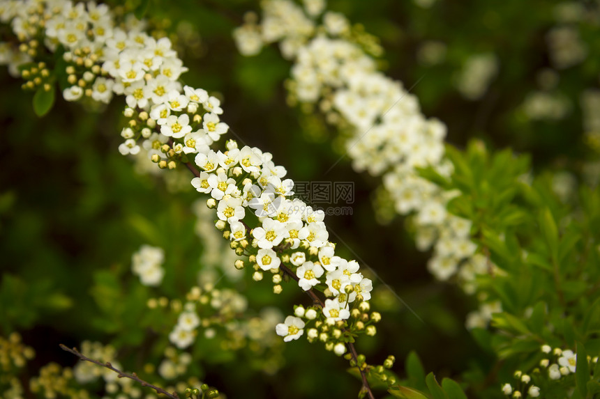 绿树本底的白花和黄花生态绿色白色花园叶子桌面黄色墙纸图片