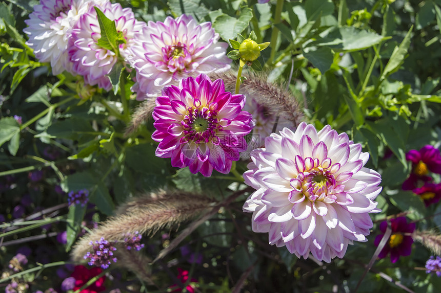 有各种各样的花的美丽的五颜六色的花园紫色草地绿色黄色花坛植物红色美化植物学园艺图片