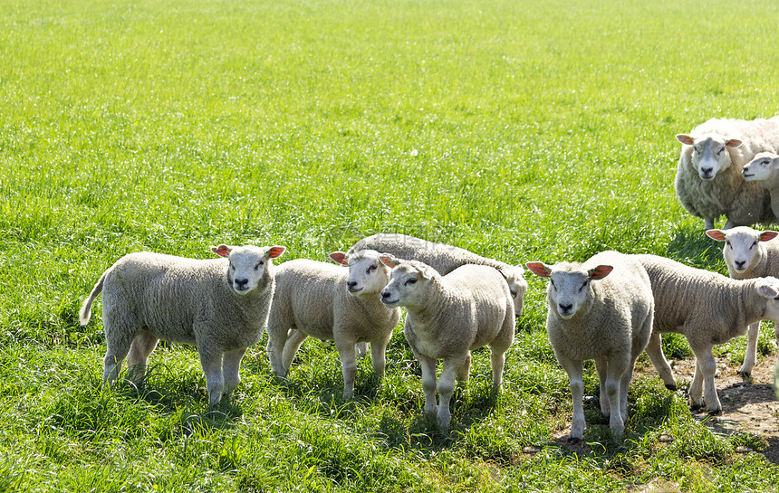 一群绵羊站在田里等待着图片