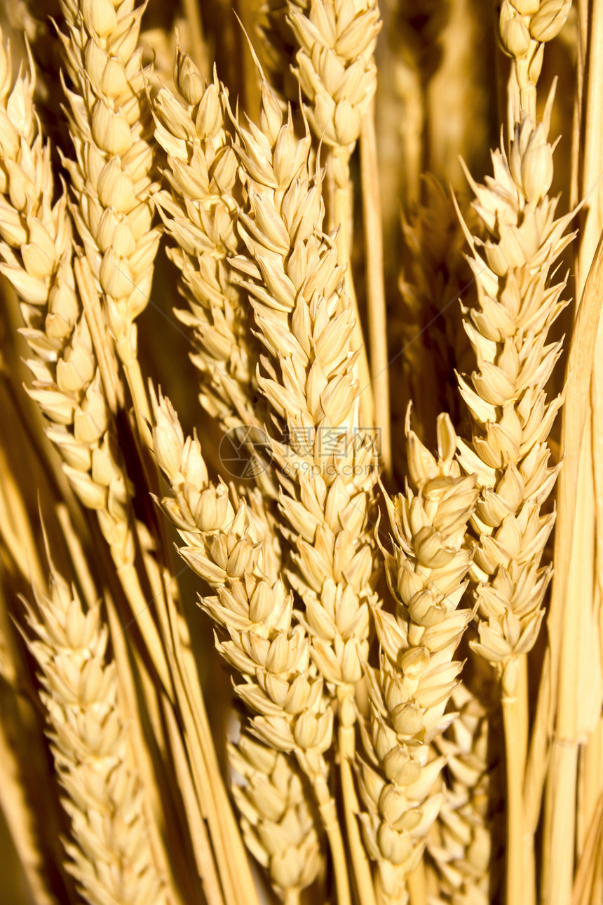 谷麦耳背景耳朵培育植物农田生长核心食物面包粮食小麦图片