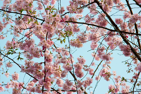 文森特春天的春花树 带粉红花文化季节分支机构玫瑰粉色宏观植物群植物学植物花园背景