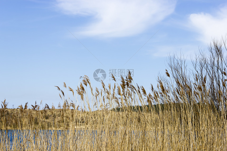 荷兰国家公园湖荒野植物天气蓝色森林天空植物群木头反射池塘图片