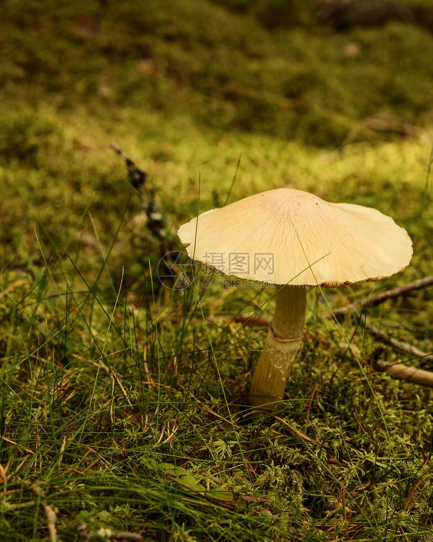 林地蘑菇自然界工作室摄影花草图片