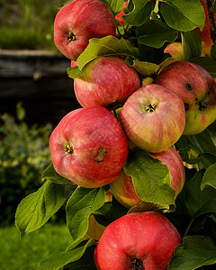 苹果自然界水果园艺花草花朵高清图片