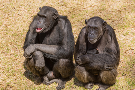 两只黑猩猩野生动物动物荒野哺乳动物灵长类背景图片