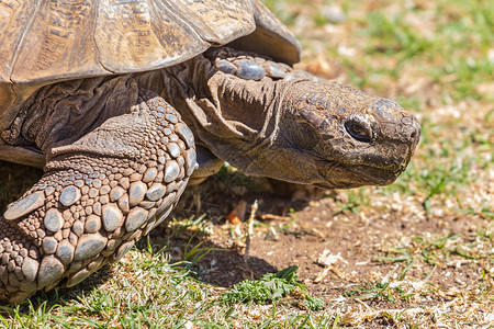 Sulcata 乌龟棕色濒危动物野生动物爬虫盔甲高清图片