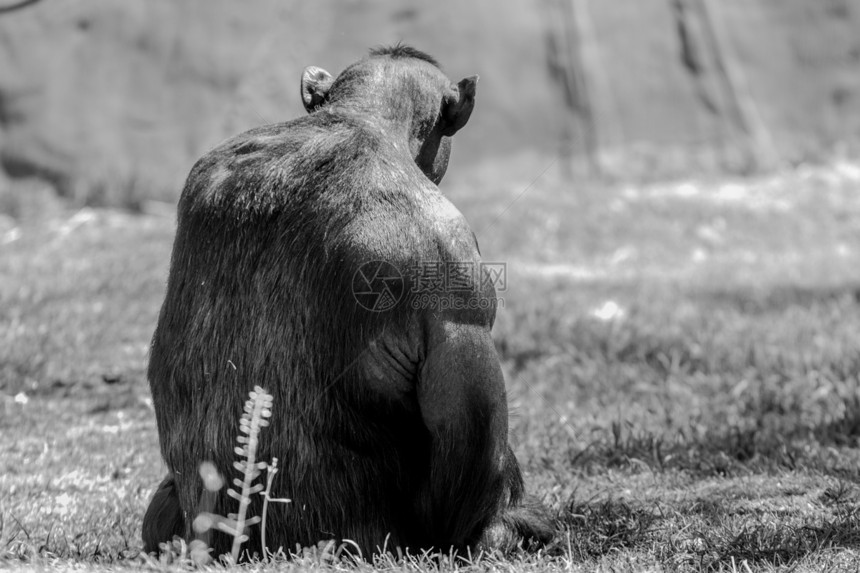 硬汉黑猩猩灵长类野生动物动物荒野哺乳动物图片