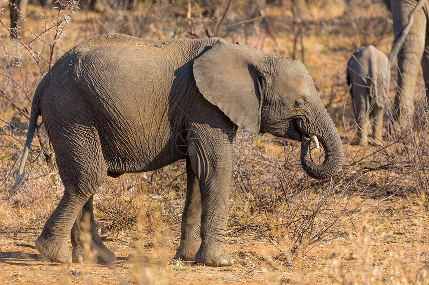 野外的年轻大象游戏灰色耳朵动物树干野生动物食草男性哺乳动物荒野图片