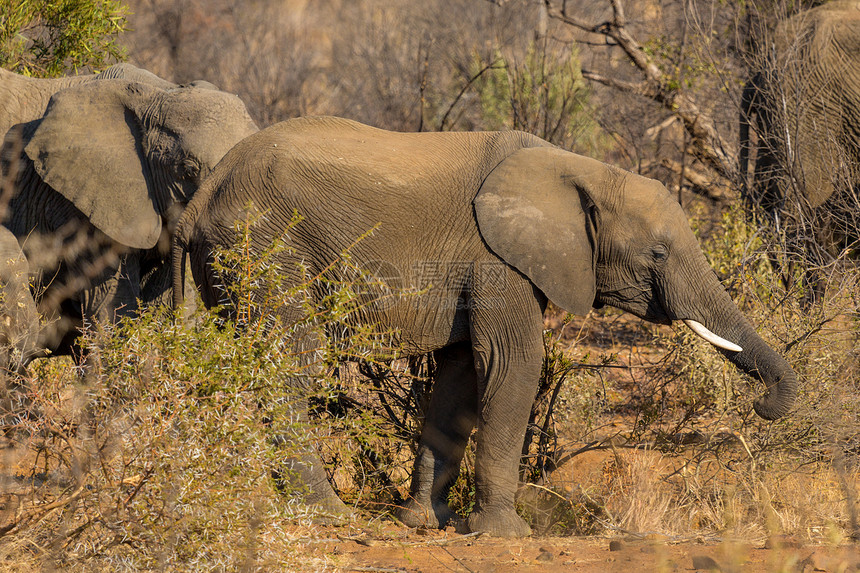 野外的大象动物旅游野生动物男性旅行衬套灰色象牙食草哺乳动物图片