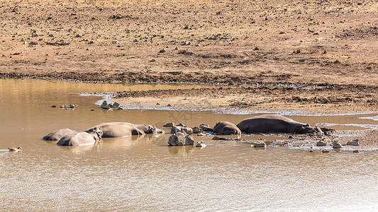 穆丁河马荒野野生动物河马动物家庭休息旅行哺乳动物背景图片