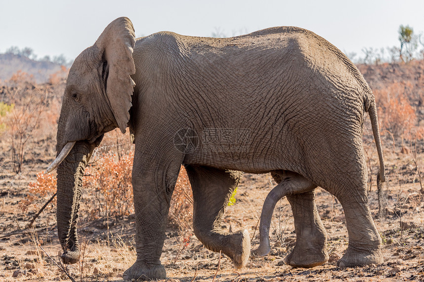 6条六腿毛哺乳动物耳朵象牙动物游戏食草衬套男性草地旅行旅游图片