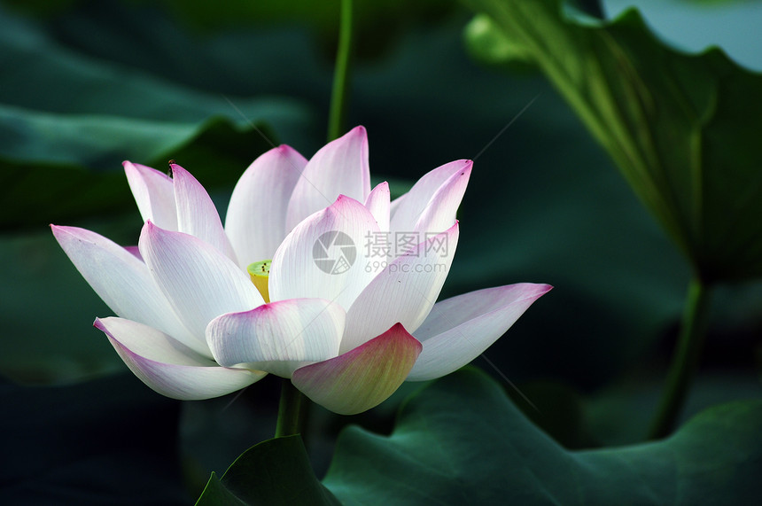 莲花花花和植物花园植物学树叶叶子池塘旋转美德热带宗教静脉图片