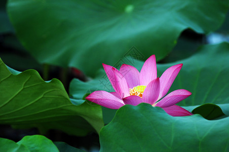 池塘边树叶莲花花花和植物树叶叶子热带下雨核桃属旋转美德花园植物群静脉背景