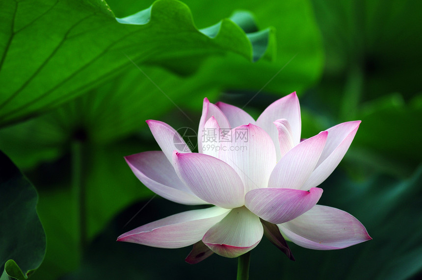 莲花花花和植物植物学美德叶子宗教下雨树叶热带花瓣旋转植物群图片