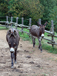 两头驴栅栏妈妈毛皮乡村夫妻绿色嘶叫爬坡灰色棕色高清图片
