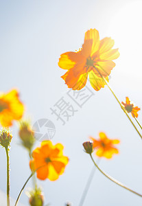 2个花朵素材黄宇宙花朵和阳光2背景
