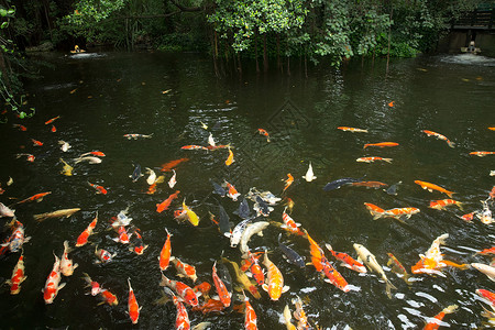 鲤鱼肉鱼类动物群配种收成生态橙子生物池塘营养栖息地黄色背景
