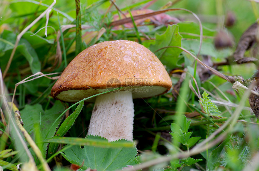草地上橘子帽的蘑菇图片