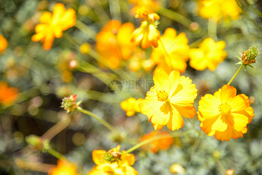 花园中的黄色花朵宇宙蓝色场地庆典花瓣天空季节植物群草地荒野图片