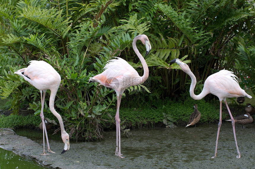 火烈鸟玫瑰脖子动物群热带野生动物翅膀动物粉色情调眼睛图片