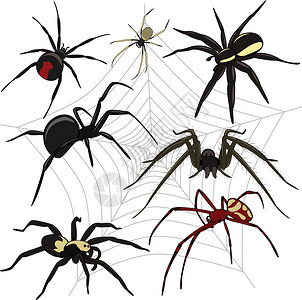 蜘蛛套黑色词源白色卡通片天线昆虫条纹插图动物飞行高清图片