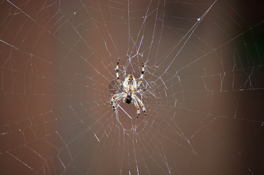 蜘蛛和蜘蛛网昆虫漏洞动物群陷阱丝绸网络野生动物旋转图片