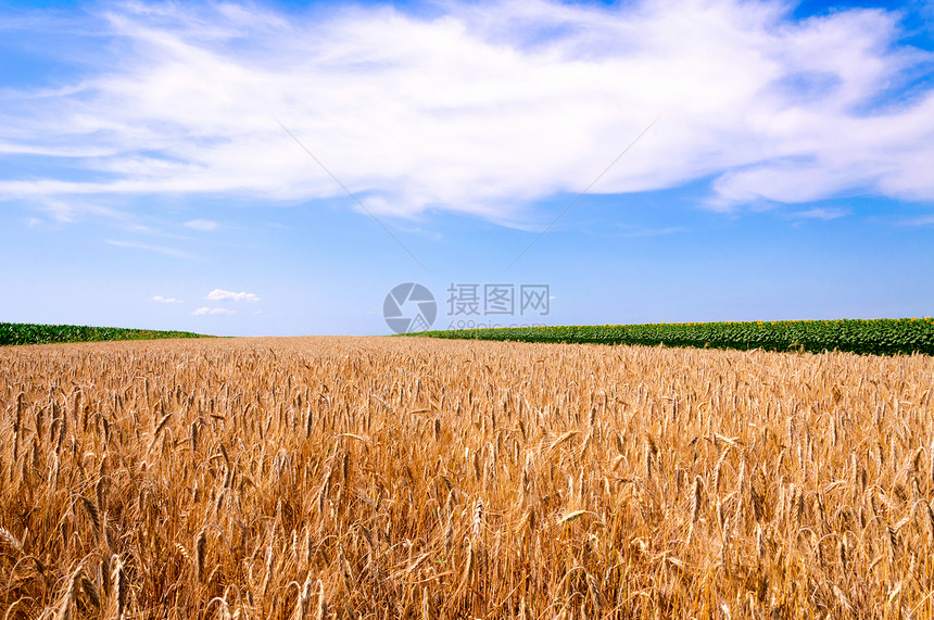 外地地貌景观太阳农村世界喜悦植物日落季节蓝色村庄松树图片