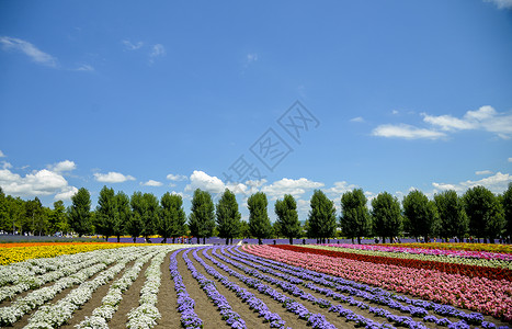 托米塔农场的多彩花朵行3高清图片