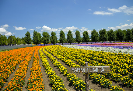 托米塔农场的多彩花朵1高清图片