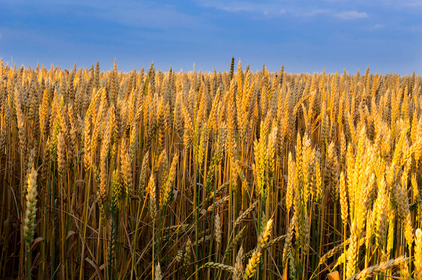 日出时小麦收成生产烘烤培育黄色种子植物农场粮食面包图片