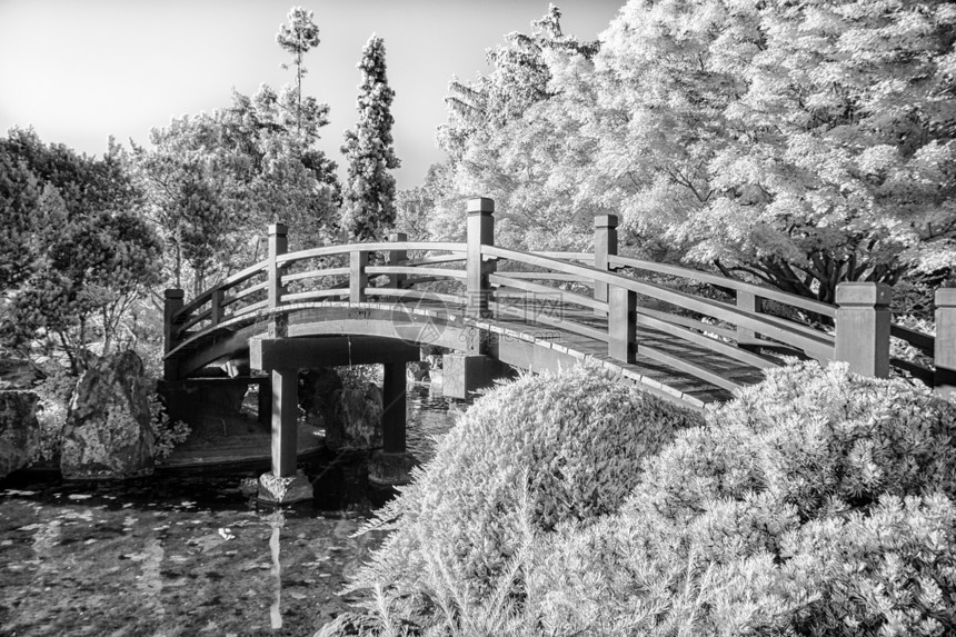 黑白的日本足桥横渡池塘图片