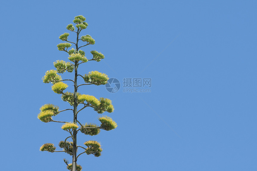 绿藻花植物绿色环境雄蕊天空蓝色黄色沙漠旅行生活图片