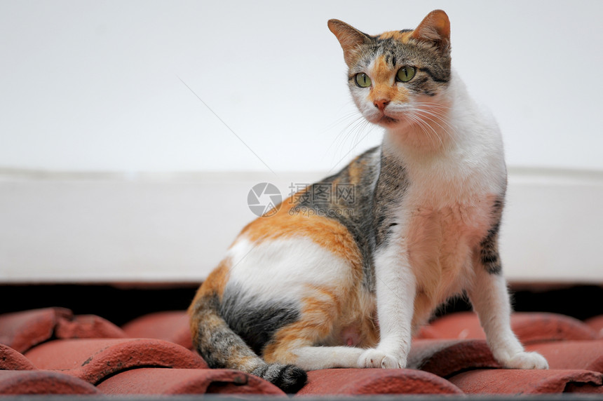 猫咪在屋顶上家畜胡子动物毛发小猫兽头条纹鼻子兽耳猫科动物图片