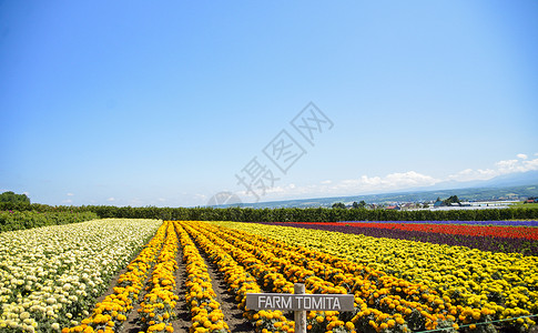 中富良野带阳光的多彩花朵5背景