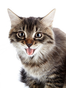 一条条纹小猫的肖像高清图片