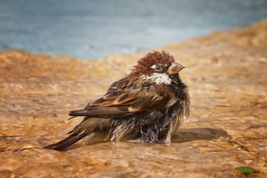 鸟在水中喷泉羽毛翅膀自由棕色淋浴麻雀男性图片