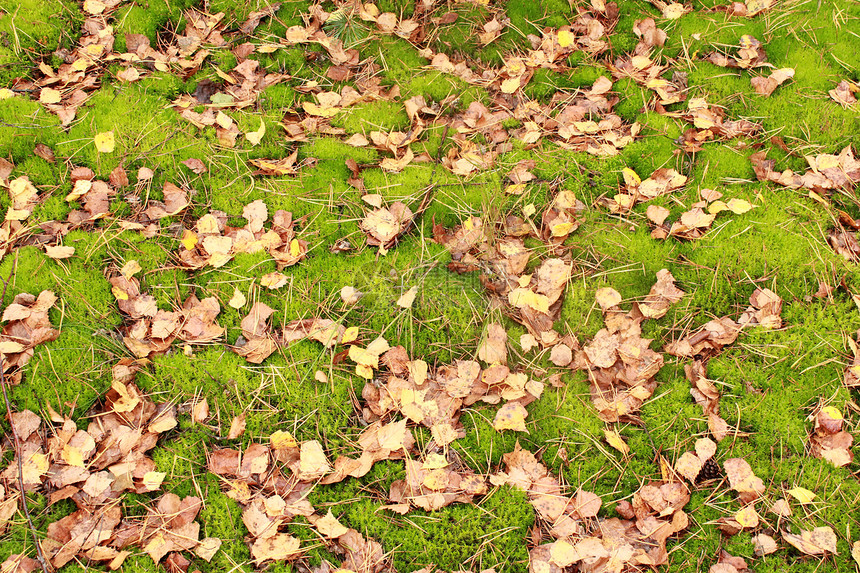 绿苔和黄叶的背景背景图片
