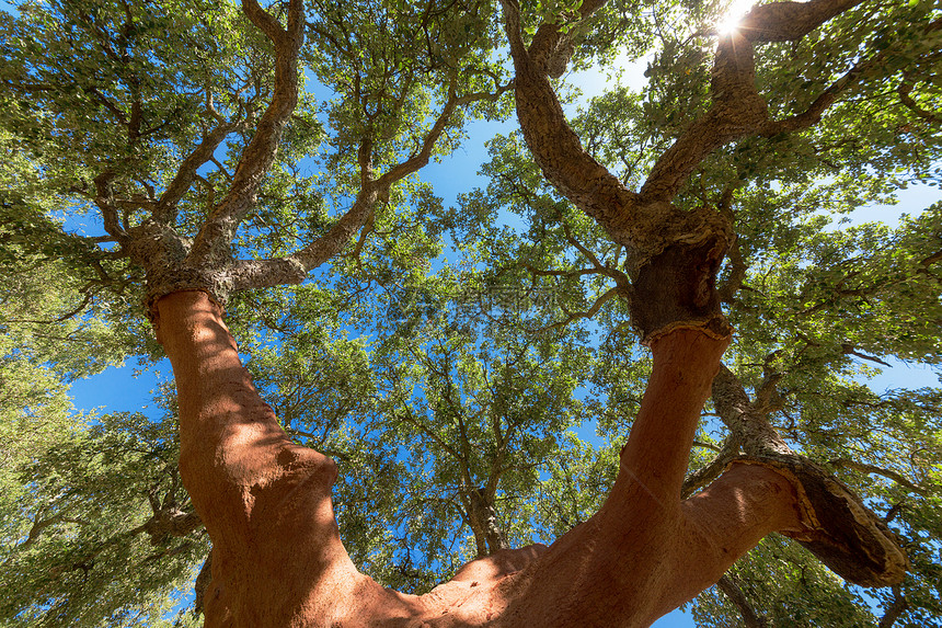锯开的软木橡树树叶材料棕色乡村橡木纹理树干阴影木头天空图片
