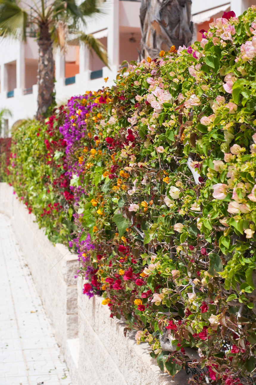 多色花丛的长栅 佛罗伦萨叶子树叶花瓣园艺晴天紫色城市栅栏季节植物图片